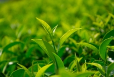 茶葉包裝設(shè)計(jì)不僅需要?jiǎng)?chuàng)意，還需要考慮材質(zhì)和品牌形象的展示